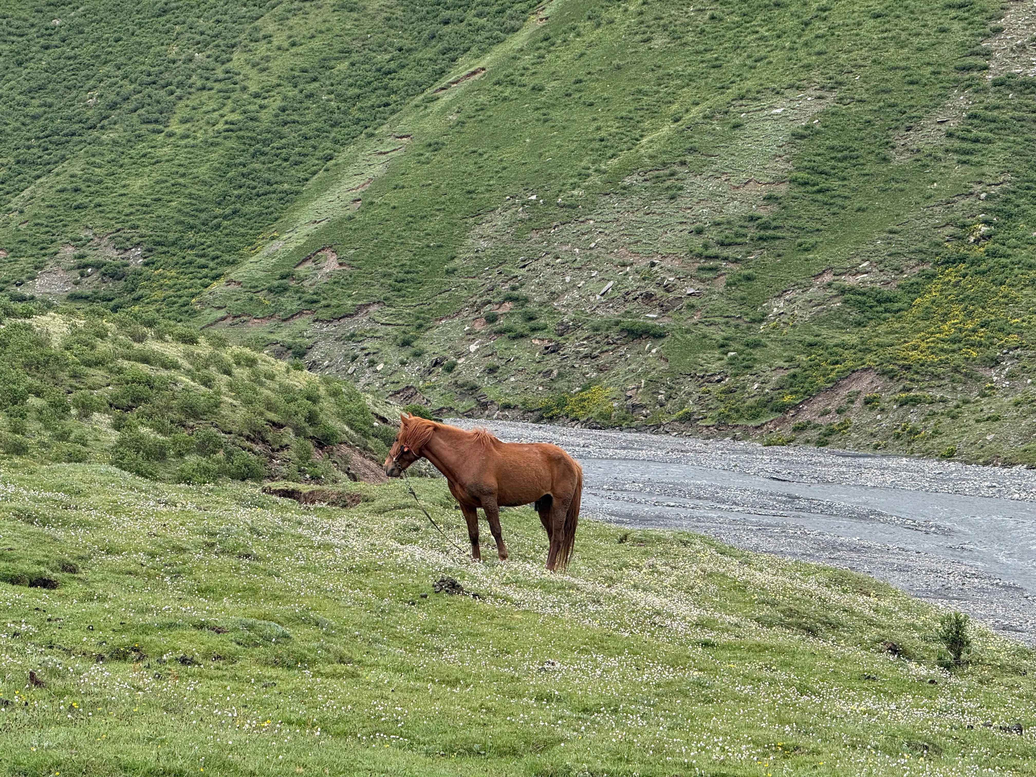 Wild Animals during Trek
