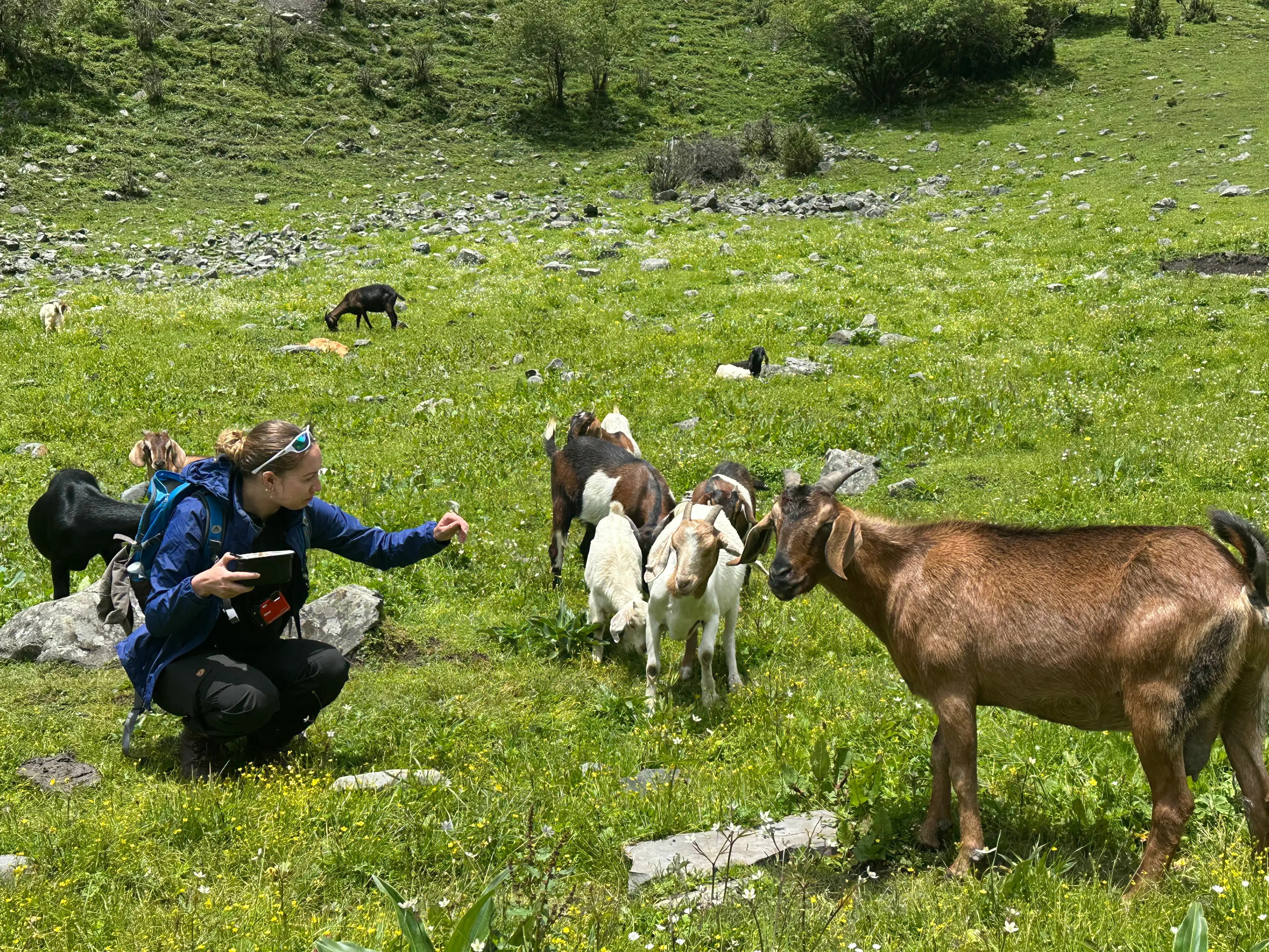 Wild Goats