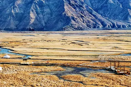 Golden Grassland