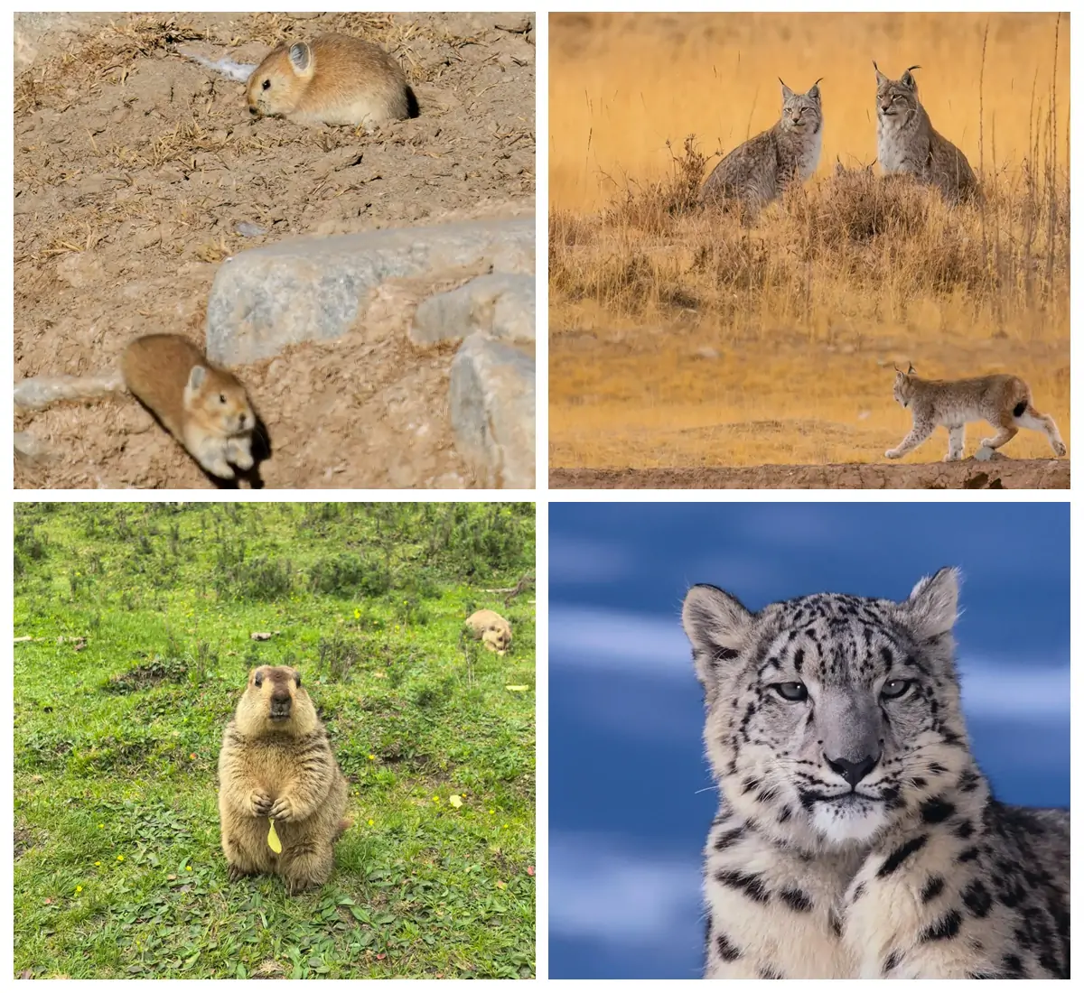 Private Wildlife Photography Tours.webp