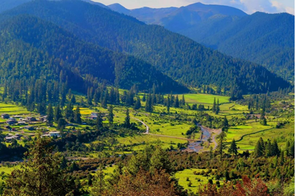 Lulang forest-Nyingchi of eastern Tibet