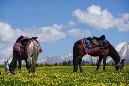 Trek Horse Team Trek Horse Team