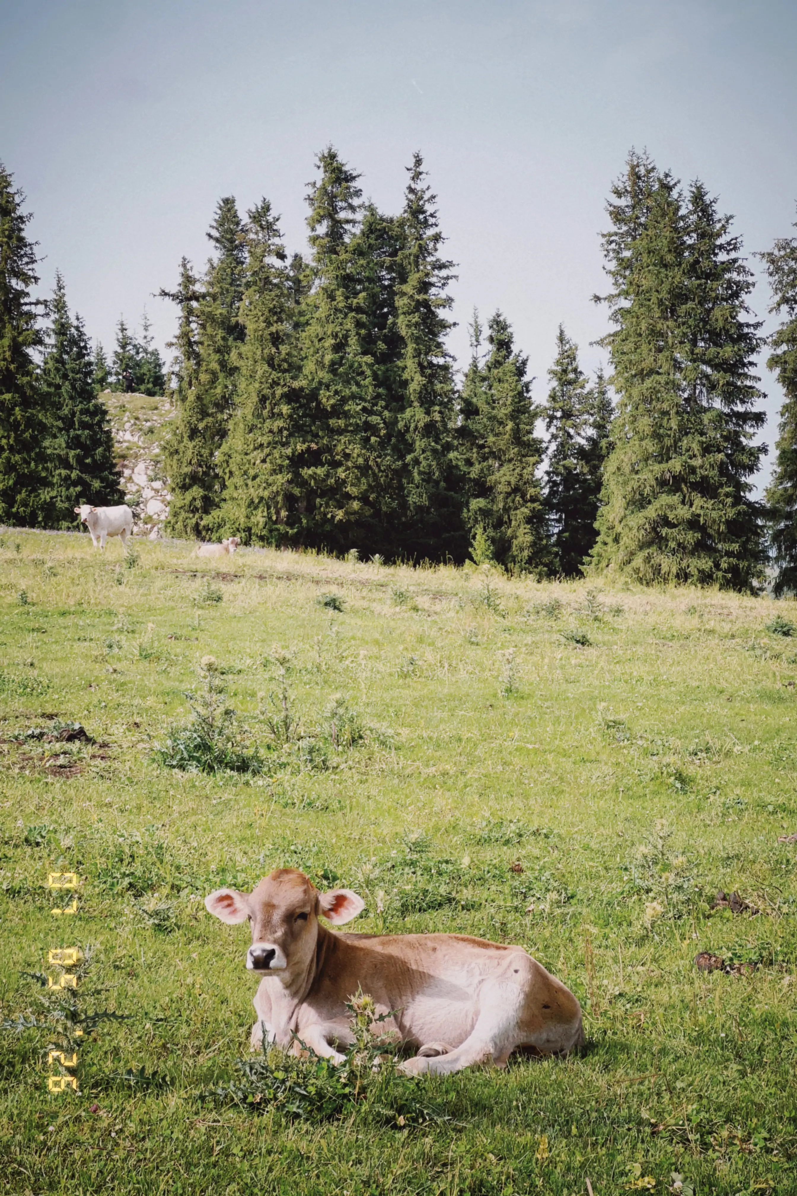 Cow on Grassland