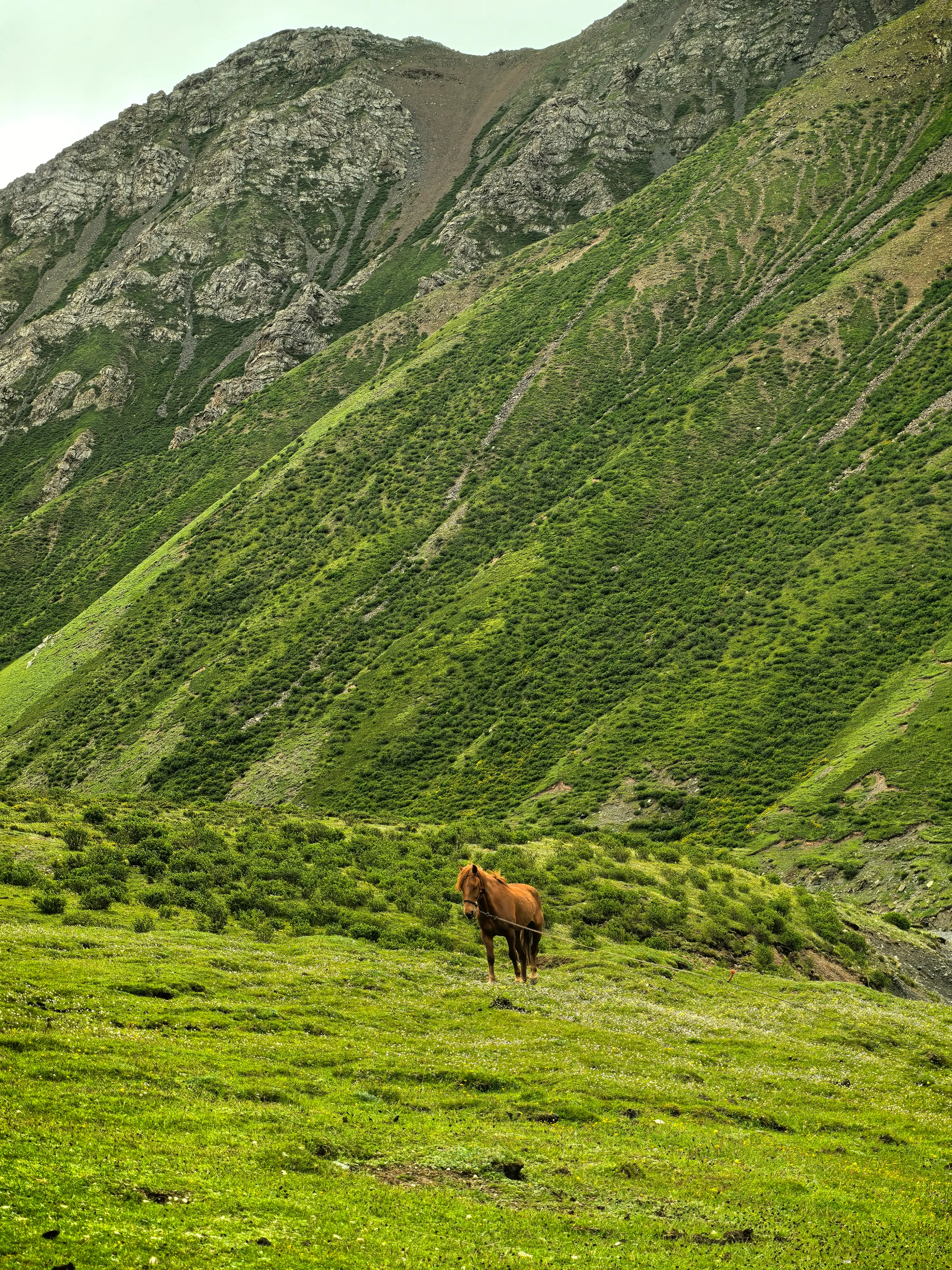 Wild Animals during Trek