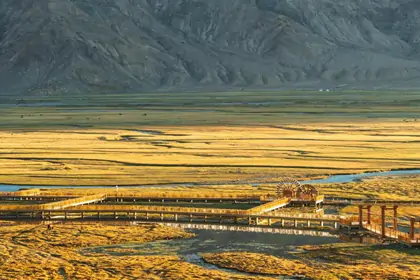 Golden Grasslands