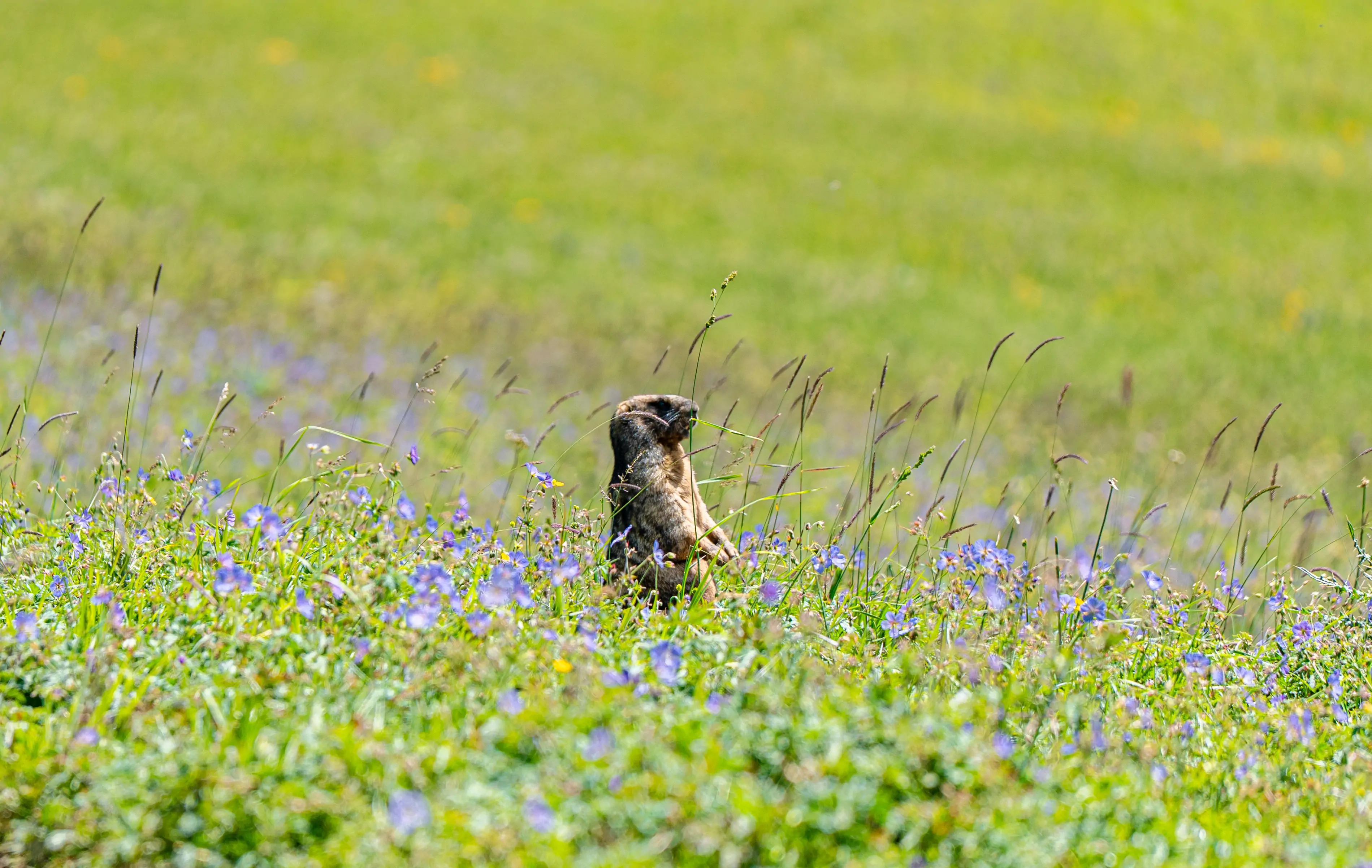 Groundhog on Grassland