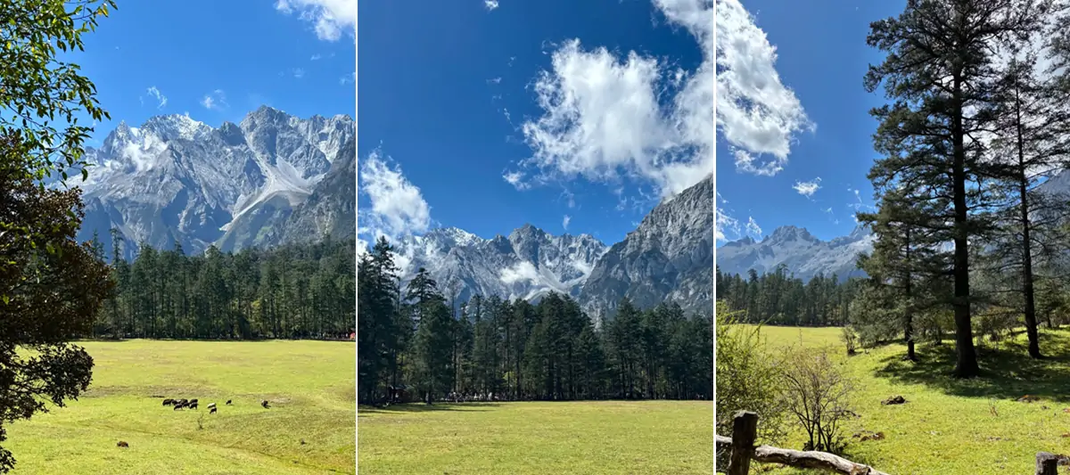 Spruce Meadow