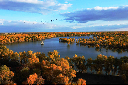 Tarimu Populus Euphratica Forest
