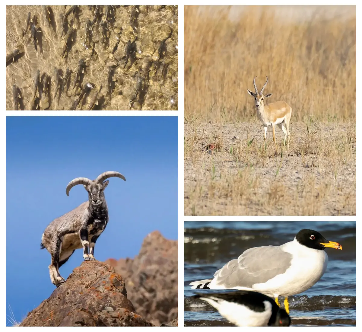 Route 1 Qinghai Lake Ring Lake Newcomer-Friendly Route (3 days, ideal for beginners).webp
