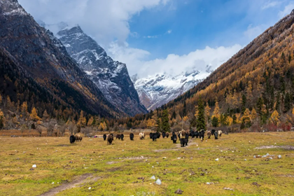 Changping Valley-Mt.Siguniang in western Sichuan Changping Valley-Mt.Siguniang in western Sichuan